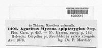Mycena epipterygia image